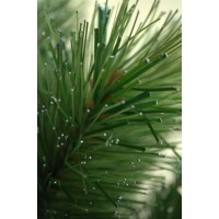 Ёлка искусственная СКАЗКА 120 см.