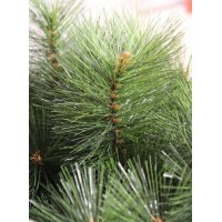 Ёлка искусственная СОСНА Люкс 210 см.